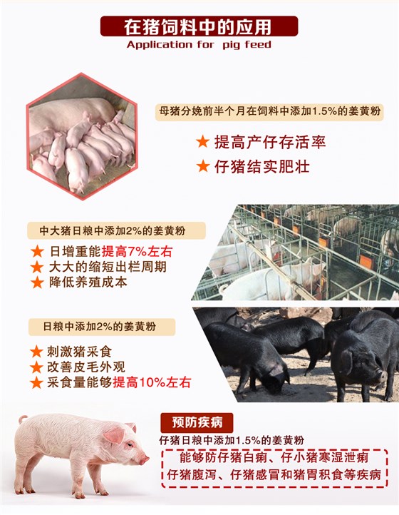 中药油脂粉-姜黄粉饲料添加剂猪应用