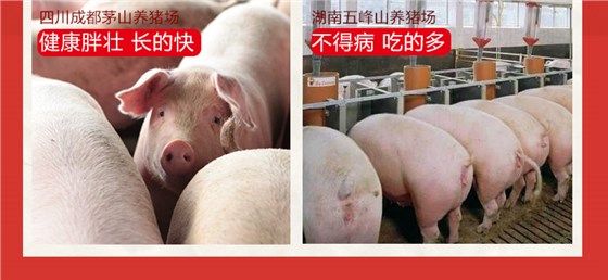 乳消宝-中猪饲料添加剂案例展示