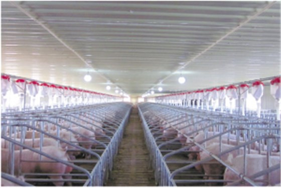 宝积生物合作养殖猪厂