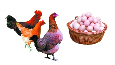 强力宝-蛋鸡饲料添加剂展示图片