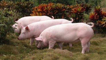 强力宝-中猪饲料添加剂图片展示