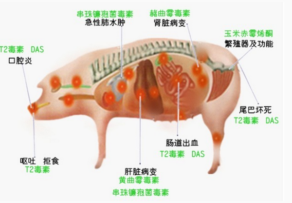 霉菌毒素对猪的影响图