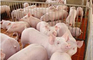 营养舒乐-中猪饲料添加剂展示图片