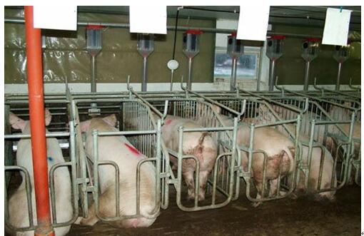 每头猪猪们都有自己的“餐位”，避免互相争抢，也便于针对性饲喂育肥猪预混料！.jpg