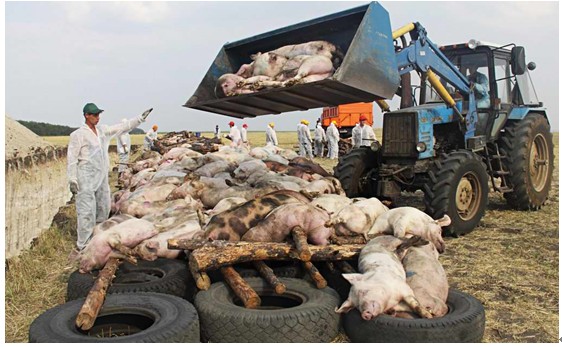 湖南旺达养猪场正在处理猪瘟病的死猪.JPG