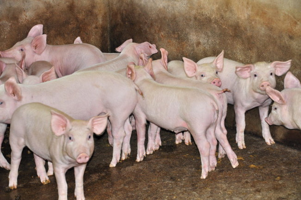 预混料对断奶仔猪的养殖优势