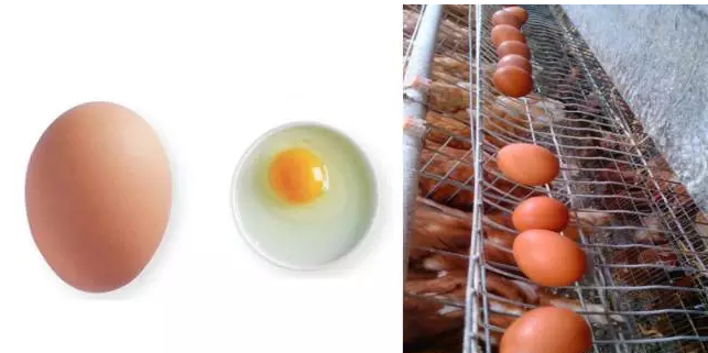 蛋鸡缺钙的防治