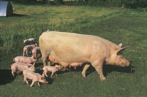 妊娠母猪饲料