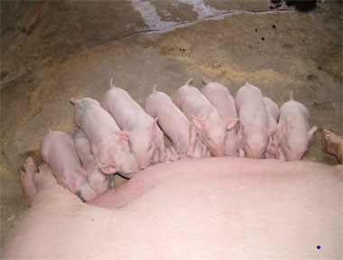 哺乳母猪饲料
