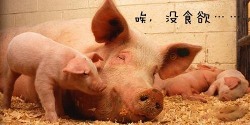 猪不吃食