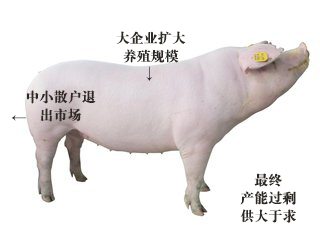 猪市场