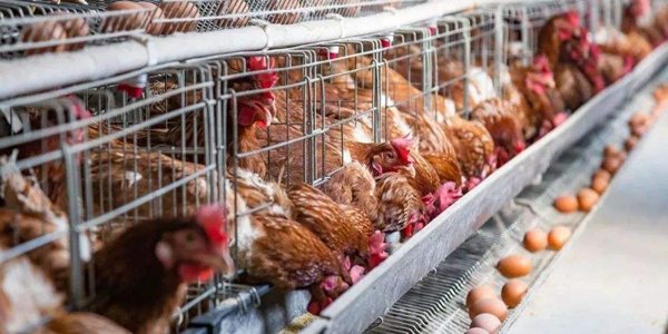 中草药蛋鸡饲料对禽流感的预防