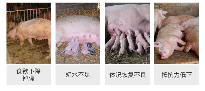 猪饲料全价料和预混料的区别