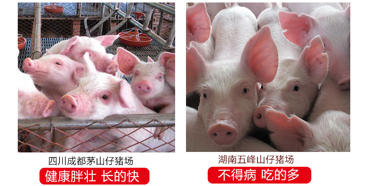 科学选用猪用预混料