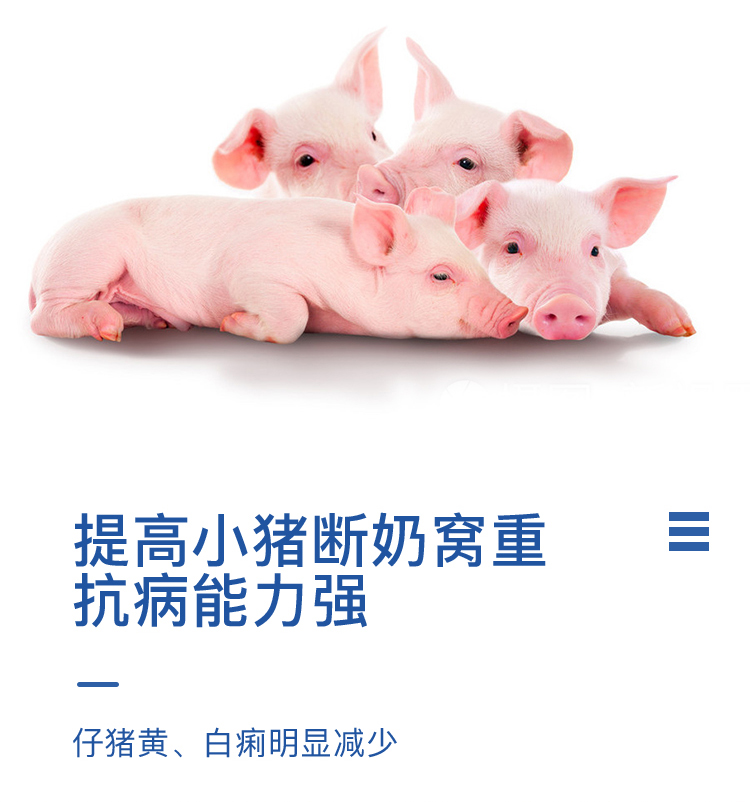 哺乳母猪 (6).jpg