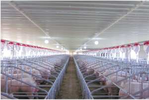 四川猪养殖场使用宝积中草药母猪预混料的历程